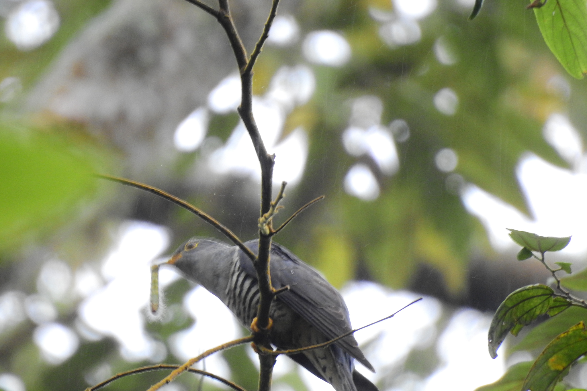 Sunda Cuckoo (Cuculus lepidus), photo 5