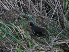 Gallinula chloropus