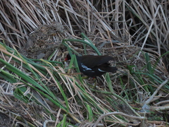 Gallinula chloropus