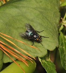 Sarconesiopsis magellanica