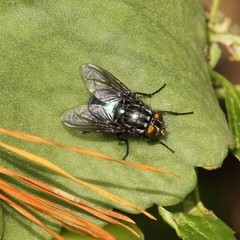 Sarconesiopsis magellanica