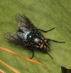 Sarconesiopsis magellanica