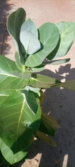 Calotropis procera