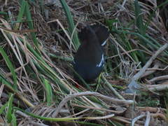 Gallinula chloropus