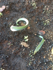 Calochortus monophyllus