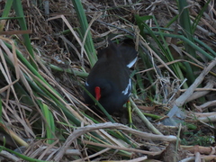 Gallinula chloropus