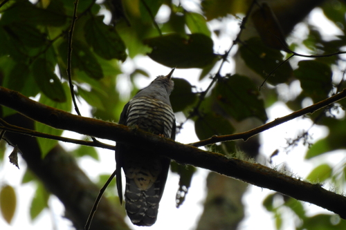 Sunda Cuckoo (Cuculus lepidus), photo 10