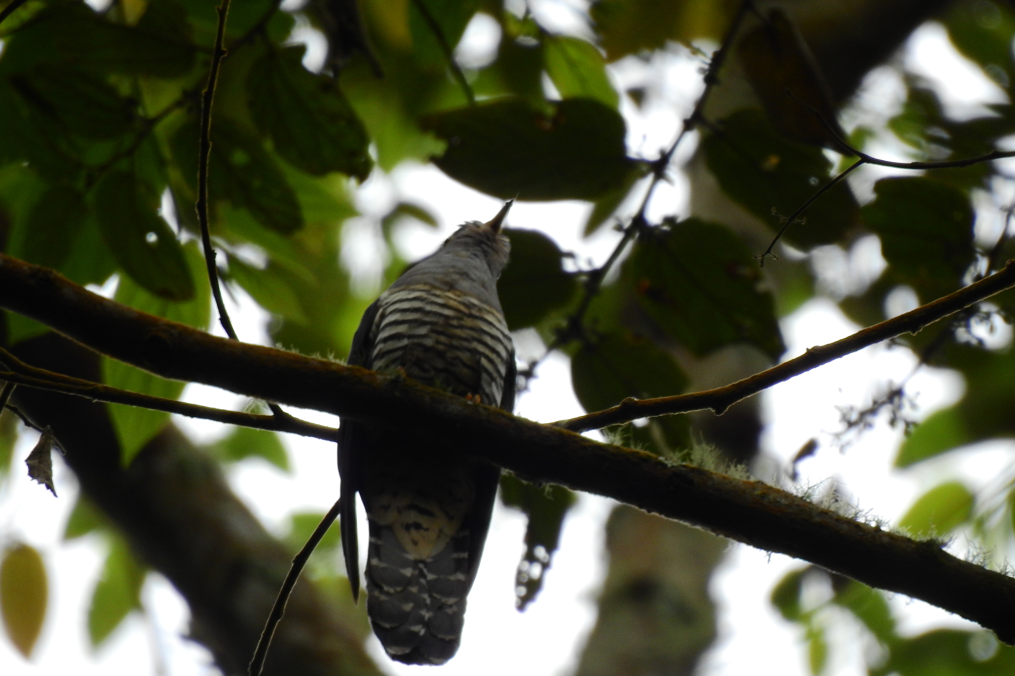 Sunda Cuckoo (Cuculus lepidus), photo 7