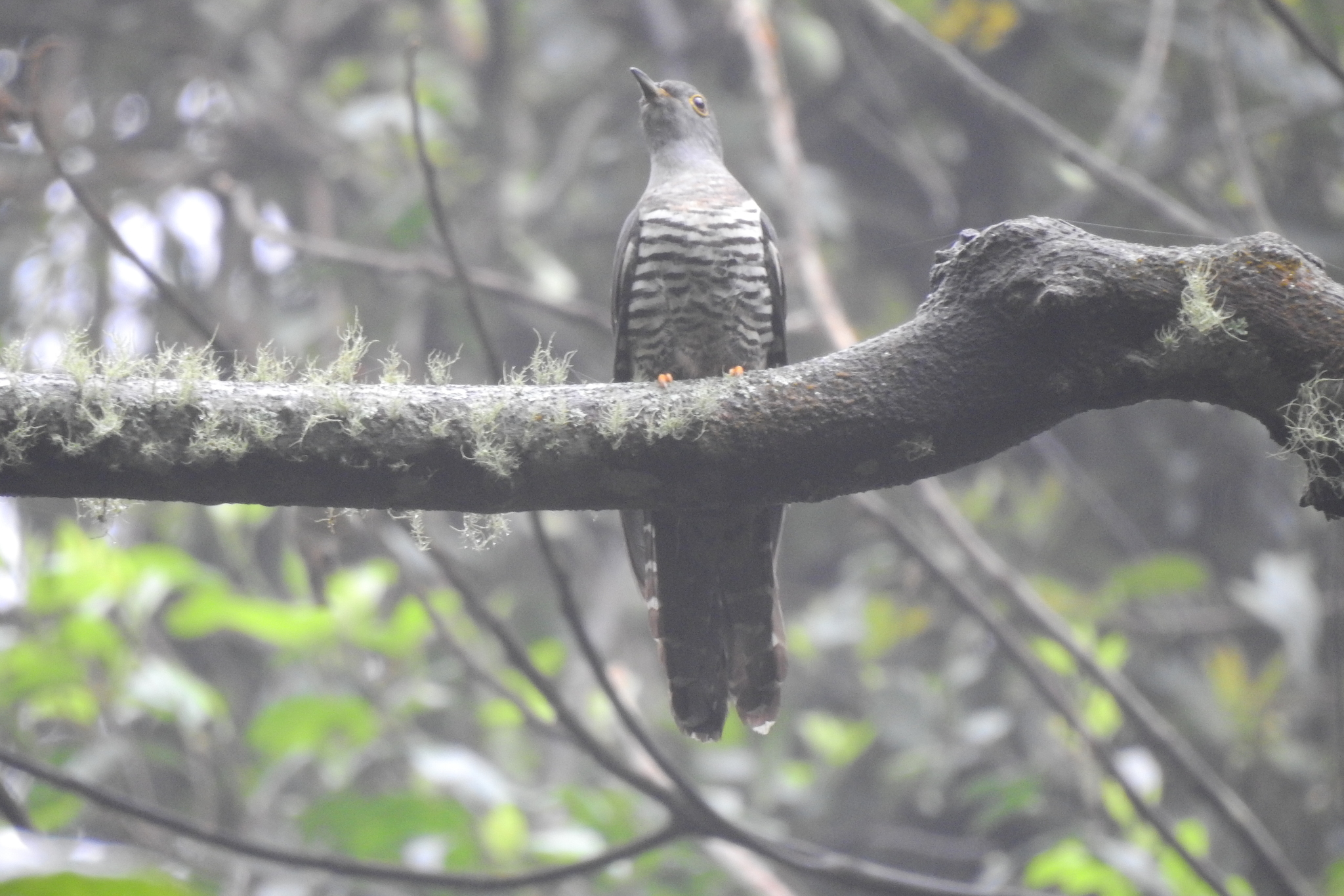 Sunda Cuckoo (Cuculus lepidus), photo 8