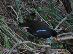 Gallinula chloropus