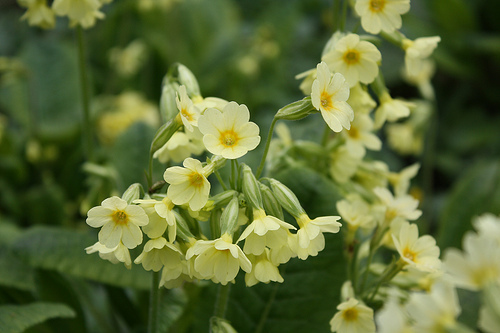 Oxlip