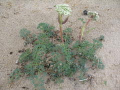 Phlojodicarpus sibiricus