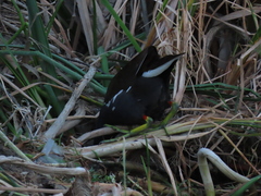 Gallinula chloropus