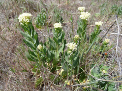 Lepidium appelianum