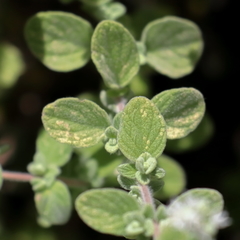 Origanum syriacum