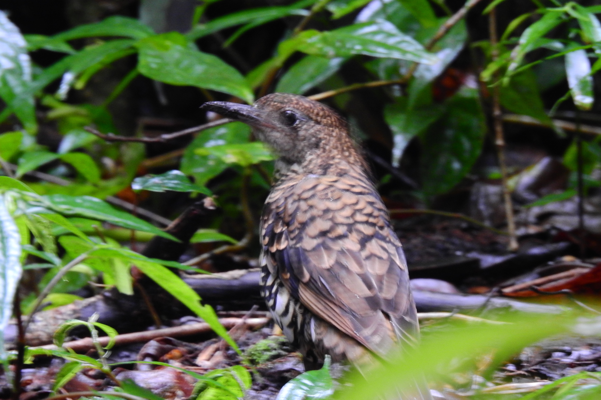 Scaly Thrush