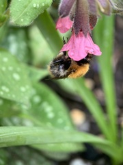 Bombus pascuorum