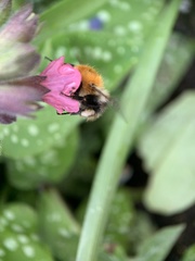 Bombus pascuorum