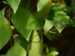 Teramnus labialis