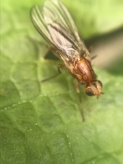 Psila