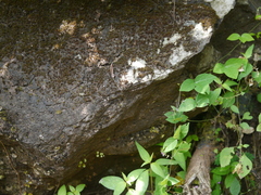 Teramnus labialis