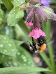 Bombus pascuorum