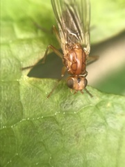 Psila