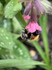 Bombus pascuorum