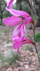 Gladiolus dubius