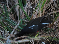 Gallinula chloropus