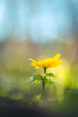 Trollius ranunculinus