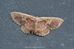 Zythos turbata