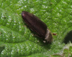 Athous haemorrhoidalis