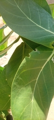 Calotropis procera