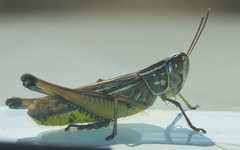 Eyprepocnemidinae