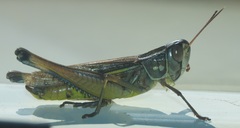 Eyprepocnemidinae