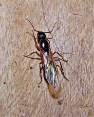Camponotus renggeri