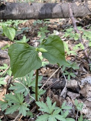 Trillium cernuum