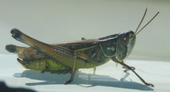 Eyprepocnemidinae