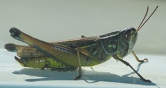 Eyprepocnemidinae