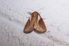 Prolimacodes trigona