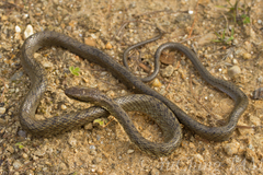 Herpetoreas platyceps