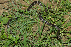 Lycodon septentrionalis