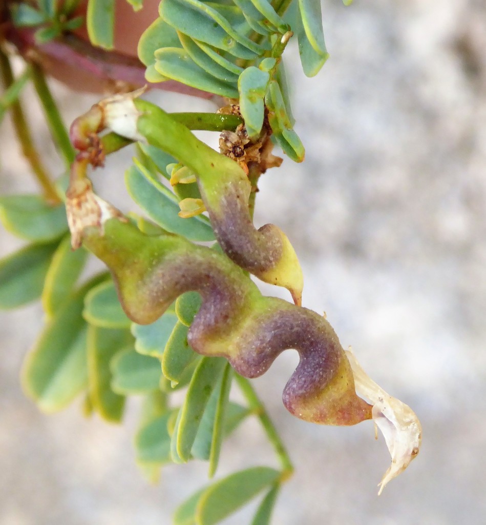 Hippocrepis tavera-mendozae