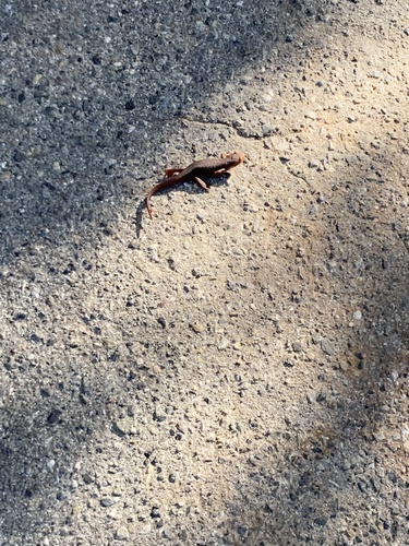 iNaturalist observation photo of Sierra Newt