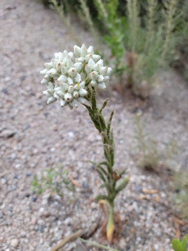 iNaturalist observation photo of California cudweed