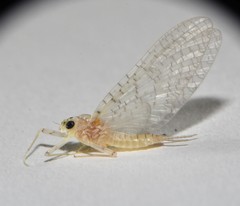 Maccaffertium terminatum terminatum