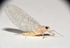 Maccaffertium terminatum terminatum