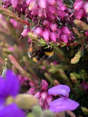 Bombus terrestris