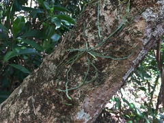 Taeniophyllum marianense